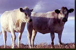 English
                    Longhorn heifers