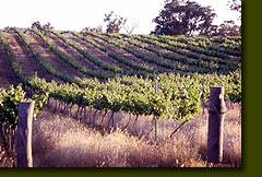 Wandoo Farm Vineyard